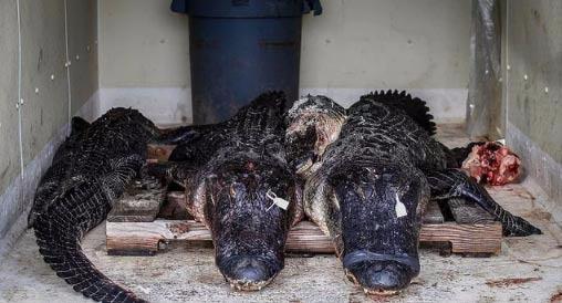 <p>Florida'da timsah avlama sezonu ağustosta başlar ve kasımın başına kadar devam eder.  Bu yıl, eyalet boyunca 6,000 avcıya ruhsat verildi. Geçen yıl, 7,145 timsah yakalandı.</p>

<p> </p>
