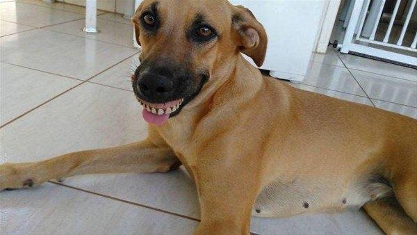 <p>Brezilyalı Pandora komik ve meraklı bir köpek. Bahçede gezmeyi çok seviyor ve bazen gezintilerinden komik sürprizlerle dönebiliyor. Bu sefer kazarken bulduğu sürpriz ise çok komik. Öyle ki, Pandora şirinliğiyle sahibi Lucas Alves Magalhaes'i gülme krizine sokmuş. </p>

<p> </p>
