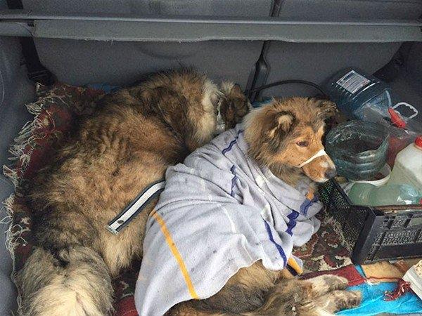 <p>Ancak, eşi Panda iki gün boyunca onun başından ayrılmadı ve yardım bekledi.  Kar altında eşini ısıtmak için ona sürekli sarıldı.  </p>

<p> </p>
