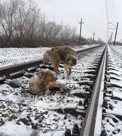 <p>Görüntülerde tren raylarında iki köpek görülüyor.  </p>

<p> </p>
