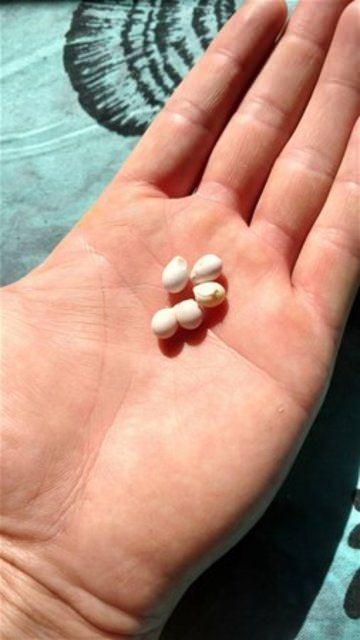 <p>İşte yumurtaların içinden çıkanlar...</p>

<p> </p>
