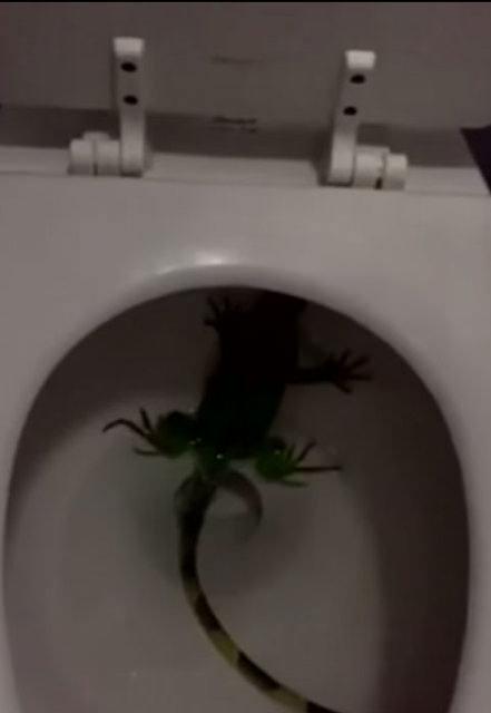 <p>Tuvaletin kapağını kaldırdığında dev bir iguanayla karşı karşıya kalan kadın, hayatının şokunu yaşadı. </p>
<p> </p>