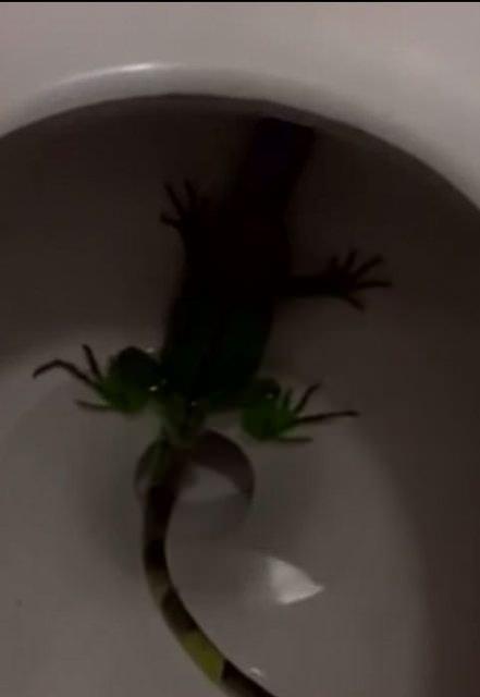 <p>İşte yaklaşık bir metre boyunda olan dev iguanadan görüntüler...</p>
<p> </p>
