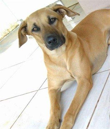<p>Lucas Alves Magalhaes, bu takma dişin kendisinden bir önceki yaşlı ev sahibinin olabileceğini düşünüyor. </p>
<p> </p>