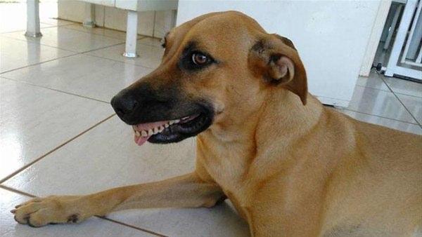 <p>Pandora'nın kafasını kaldırdığında köpeğin ağzında ne görsün... Pandora meğer takma diş takıp gelmiş!</p>
<p> </p>