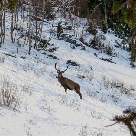 <p>Norveç’in Aurland kasabasında yaşayan 80 yaşındaki Mette Kwam’ı iki günde bir özel bir arkadaşı ziyaret ediyor.. </p>
<p> </p>