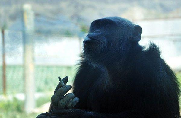 <p>Çin'de bir hayvanat bahçesindeki maymunun insanlar gibi sigara içmesi büyük şaşkınlak yarattı. </p>

<p> </p>
