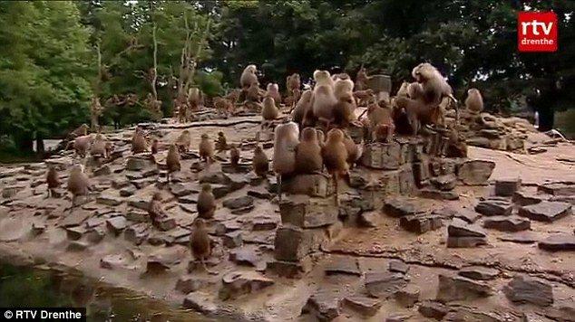 <p>Hollanda'nın kuzeyindeki Emmen Dierenpark adlı hayvanat bahçesindeki 112 babunun ziyaretçilere sırtlarını dönmesi gizemini koruyor.</p>
