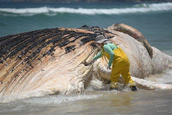 <p>Brezilya'nın Rio de Janeiro şehrindeki Ipanema sahiline yaklaşık 30 ton ağırlığında ve 14 metre uzunluğunda balina vurdu.</p>
