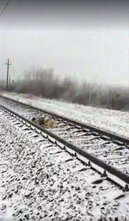 <p>İnternette paylaşılan bu görüntüler sosyal medyayı salladı.  </p>

