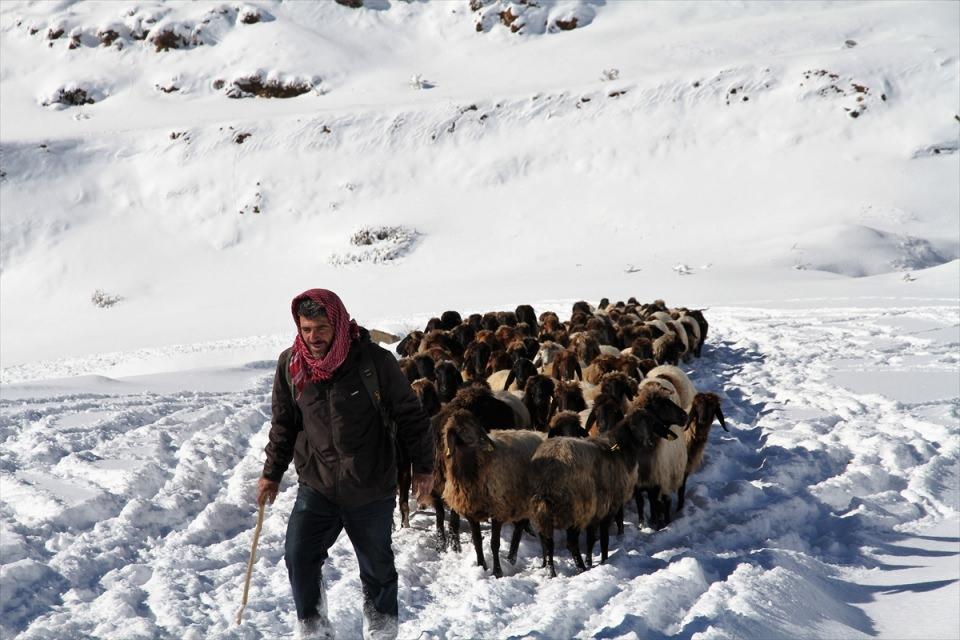 <p>Sürü sahiplerinden Rıfat Sılkım ise kar ile tipi nedeniyle 3 gündür dönüş yolculuğuna çıkamadıklarını ve yaylada beklediklerini anlatarak, "6-7 saat sonra şehir merkezine ulaşmayı amaçlıyoruz." diye konuştu. </p>
<p> </p>
