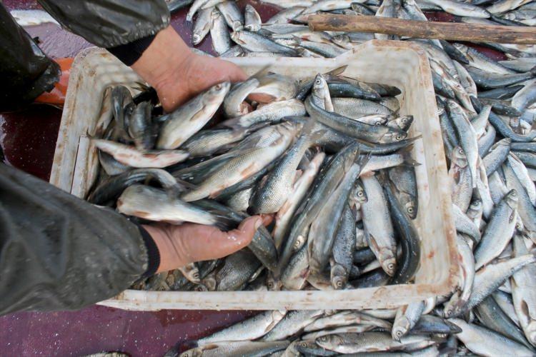 <p>Van Gölü'ne kıyısı bulunan İpekyolu, Edremit, Tuşba, Gevaş, Muradiye ve Erciş ilçeleriyle Bitlis'in Ahlat, Adilcevaz ve Tatvan ilçelerinde haftanın belirli günleri erken saatlerde bir araya gelen balıkçılar, "vira bismillah" diyerek ava çıkıyor. Ağlarını göle atan balıkçıların uzun bekleyişinin ardından yakalanan tonlarca balık, hem kentte satılıyor hem de diğer illere gönderiliyor. Göle kıyısı olan Van ve Bitlis'te kayıtlı 190 balıkçı teknesi bulunuyor. Van Yüzüncü Yıl Üniversitesi (YYÜ) Su Ürünleri Fakültesi Öğretim Üyesi Yrd. Doç. Dr. Mustafa Akkuş, AA muhabirine açıklama yaptı.</p>
