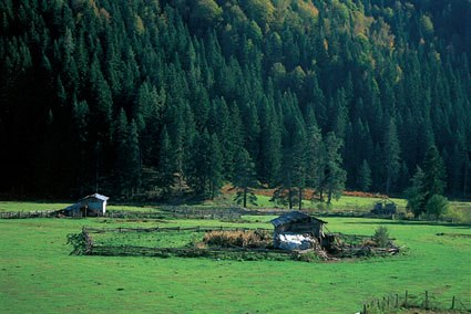 <p><strong>ULUYAYLA</strong></p>

<p>Ulus İlçesine 27 km. uzaklıktadır. Göktepe (1416 M) ile Ovacuma (300 M) arasında değişik rakımlarda yer almakta olup, ortalama yükselti 1000 M.’dir. Uluyayla, 86000 hektarlık el değmemiş bir orman varlığıdır. Yaylanın genel sahası 18.255 hektar, Yayla alanını oluşturan Kalkanlı mevkiinin alanı ise 60 hektardır. Bitki örtüsünü, iğne ve yayvan yapraklı ağaç türleri ve yüzlerce alt flora oluşturur. Uluyayla; ormanı ve yeşili, rengarenk çiçekleri, pınarları, mağaraları ve yaban hayvanlarıyla bir doğa harikasıdır.</p>
