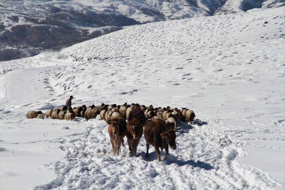 <p>Merkeze 25 kilometre uzakta bulunan Üçevler bölgesindeki yaylalarda 6 ay boyunca hayvanlarını bakımlarını yapan besiciler, dönüş hazırlıklarını tamamladı. </p>
<p> </p>