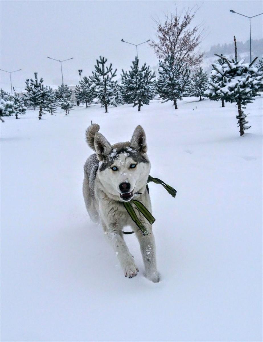 <p>Erzurum'da, "Rosha" isimli yedi aylık "Husky" cinsi Sibirya Kurdu'nun ilk kez kar görme sevinci renkli görüntüler oluşturdu.</p>