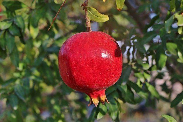 <p>Güneş ışığının zararlı etkilerine karşı koruyucu.</p>

<p> </p>
