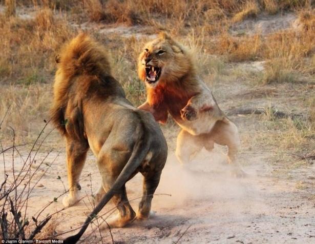 <p>İngiliz Daily Mail Gazetesi dişi aslanların eşlerini başka bir genç aslanla dövüşürken kurtardığı görüntülerini yayınladı. Ortaya dehşet kareler çıktı. İşte o fotoğraflar...</p>

<p> </p>
