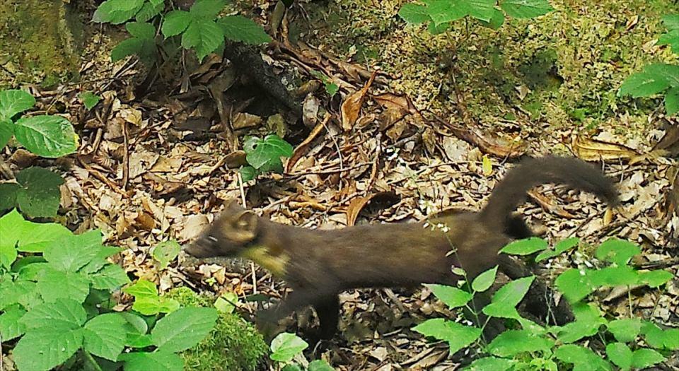 <p>Ulusal Biyolojik Çeşitlilik Envanteri ve İzleme Projesi kapsamında Yığılca, Akçakoca, Gölyaka, Çilimli, Cumayeri ve Kaynaşlı ilçelerinde belirli noktalara fotokapanlar kuruldu. </p>
<p> </p>