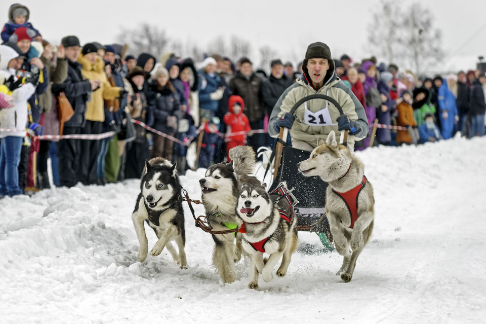 <p><strong>Kızaklı köpek yarışı</strong><br />
<br />
Ukrayna’nın Harkov şehrinde "Winter Dog Festivali" çerçevesinde kızaklı köpek yarışı gerçekleştirildi. </p>