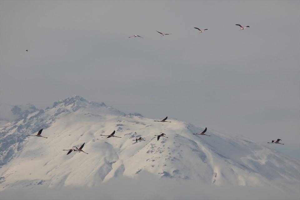 <p> Flamingolar, soğuk havanın etkisini göstermesiyle sıcak bölgelere göç etmeye başladı. </p>