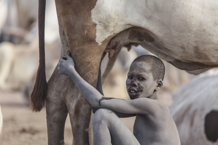 <p><strong>YAŞAM KATEGORİSİNE AİT FOTOĞRAFLAR</strong><br />
<br />
<strong>Mundari kabilesi</strong><br />
<br />
Güney Sudan'ın Terekeka Eyaleti'ndeki Mundari kabilesi, geçimlerini türü Ankole-Watusi olarak bilinen sığırlarıyla sağlıyorlar. Hayvancılığın önem arz ettiği ve bir sığırın yaklaşık olarak 500$ civarlarında değeri olan bölgede kabile üyeleri, hayvanların et ve sütünden de fayda sağlıyor. </p>