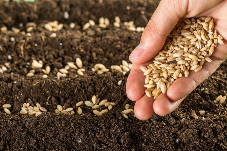 <p>Tohumlar, bitkilerin gelişimini ve ayakta durmasını sağlayan en önemli besleyici kaynaklarından biridir. İçerisinde bol miktarda lif bulundurmaları sebebiyle mutlaka tüketilmesi gereken tohumları sizler için sıraladık...</p>
