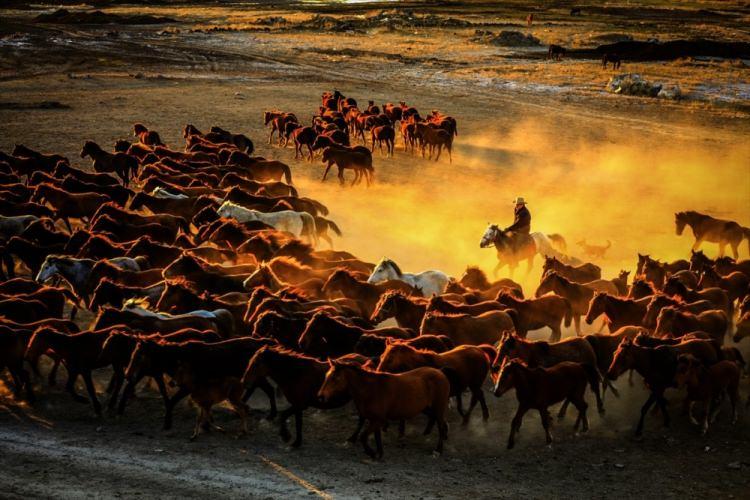 <p>Kayseri'de, Erciyes Dağı'nın eteklerinde yaşayan yılkı atları, fotoğraf tutkunlarının gözdesi oldu. Fotoğrafçılar, sürü halinde koşan atların tozu dumana kattığı yollarda, gün batımının kızıllığıyla birlikte ortaya çıkan eşsiz manzaraları ölümsüzleştirmek için çaba sarf ediyor.</p>
