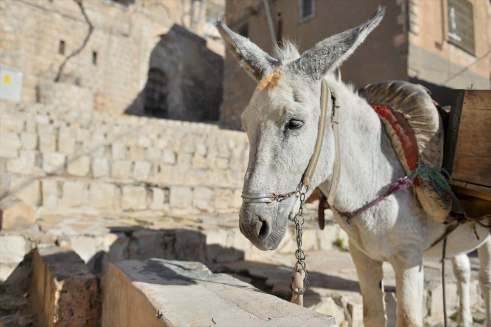 <p>"Hizmet süresi" dolan 3 eşeğin semerlerine bağlanan kırmızı kurdeleler kesildi. Eşeklere tepsi içerisinde sebze ve meyve verildi.</p>

<p> </p>

