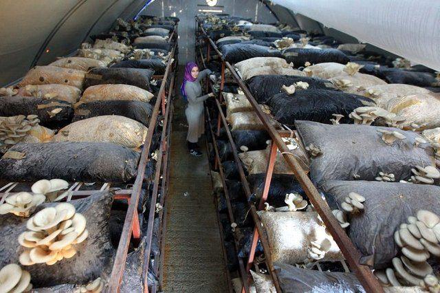 <p>Eğitime katılarak kadın üreticilere sağlanan devlet desteklerinden yararlandığını dile getiren Sekman, istiridye mantarı üretimi yapabileceği bir işletme kurduğunu anlattı. Bir üretim döneminde üç defa ürün alabildiğine dikkati çeken Sekman, 3 ton civarında ürün elde ettiğini, kilogramını da 8-10 liradan sattığını aktardı. İstiridye mantarı üretiminin bebek bakmak kadar titizlik gerektirdiğine işaret eden Sekman, şöyle konuştu:</p>
<p> </p>