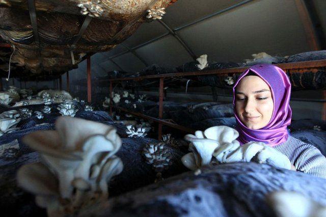 <p>İstiridye mantarı, doğada yetişebilen ve yenilebilen mantar türlerinden biri. Yüzde 80-90 nemli ortamında yetişir. Kapalı depoda yapılan yetiştiricilikte havalandırma, verim açısından çok önemlidir. Üretim titizlik gerektiriyor. Her gün tesise 2 saatte bir gelip kontrol ediyorum. Sağlığa olan faydaları sayılmayacak kadar çok olan istiridye mantarı üretimini herkes evinde, köyünde uygun kapalı alanı olan bir yerde yapabilir.</p>
<p> </p>