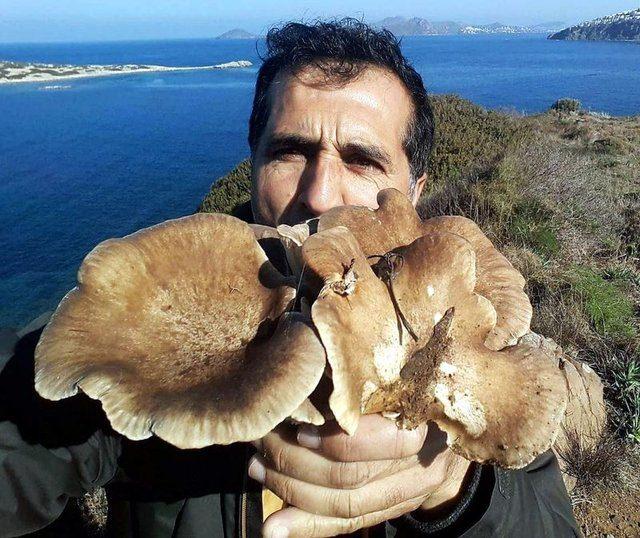 <p>Bodrum'da kaptanlık yapan evli ve 2 çocuk babası Mustafa İnce'nin (32) Gümüşlük Mahallesi Değirmenler Mevkiinde bulduğu yaklaşık 3 kiloluk et mantarı, ilgi çekti. </p>
<p></p>