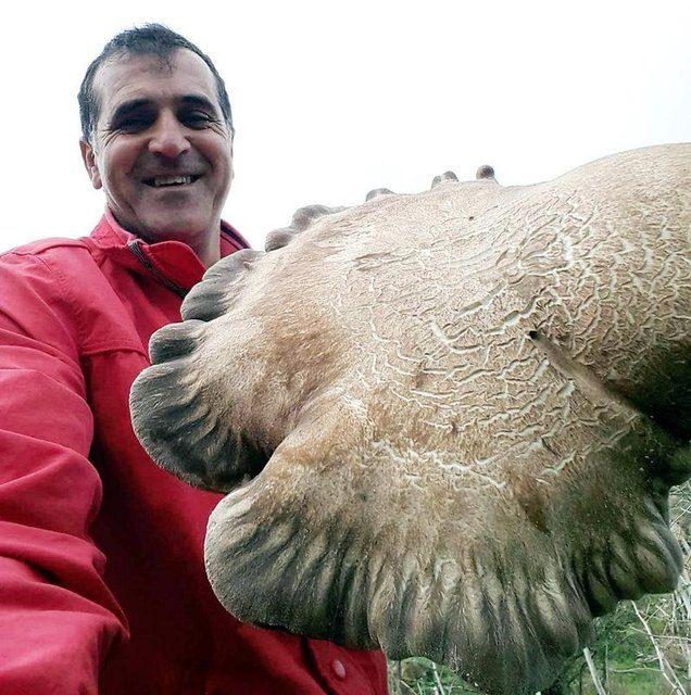 <p>Yağmurlarla birlikte çıntar ve mantar mevsiminin başladığını belirten İnce, yine mantar toplamak için Değirmenler mevkiine gittiğinde, bir ağacın altında dev mantarı görünce çok şaşırdığını söyledi. </p>

<p> </p>
