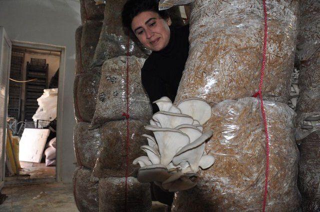 <p><strong>ARKADAŞ TAVSİYESİ İLE BAŞLADI MANTAR &Uuml;RETİMİ KENDİ İŞİ OLDU</strong></p>

<p>&nbsp;</p>

<p>&nbsp;</p>
