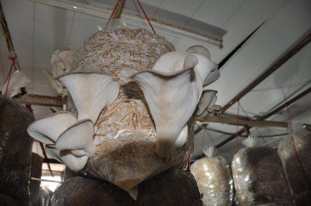 <p>Aydın'ın Efeler il&ccedil;esinde, Nil&uuml;fer &Ouml;zbaş (41), arkadaş &ouml;nerisi ile tanışıp &ccedil;ok sevdiği istiridye mantarının &uuml;reticisi oldu.</p>

<p>&nbsp;</p>
