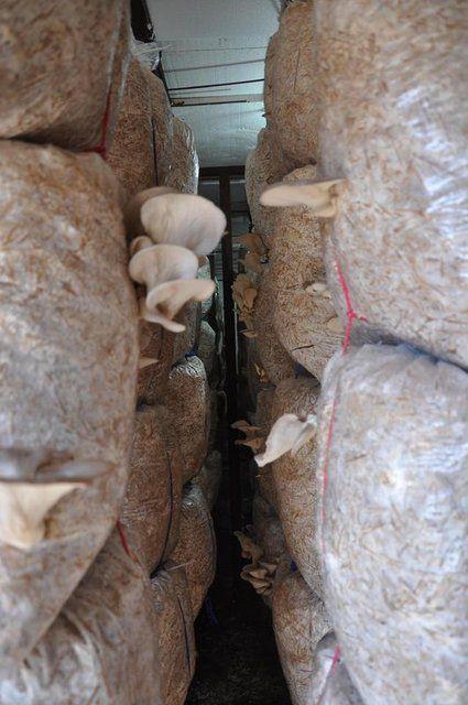 <p>Elektrik dağım şirketinde &ccedil;alışan eşinin g&ouml;revi nedeniyle yıllarca Denizli'de kalan, daha sonra memleketi Muğla'nın Dalama il&ccedil;esine d&ouml;nen evli ve 2 &ccedil;ocuk annesi Nil&uuml;fer &Ouml;zbaş, arkadaş tavsiyesiyle tattığı ve &ccedil;ok sevdiği istiridye mantarını &uuml;retmeye başladı.</p>

<p>&nbsp;</p>
