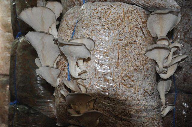 <p>6 yılda her yıl b&uuml;y&uuml;meye devem eden &uuml;retiminde talep fazla olunca, farklı &ccedil;eşitlere de y&ouml;neldi.</p>

<p>&nbsp;</p>
