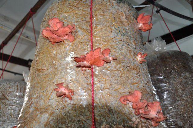 <p>6 yıl &ouml;nce 20 metrekareyle başladım. İşler iyi gidince 50 metrekareye &ccedil;ıkardık. Şu anda da 100 metrekarede mantar &uuml;retimine devam ediyorum. İstiridye mantarına ger&ccedil;ekten son yıllarda &ccedil;ok fazla talep oluyor.&nbsp;</p>

<p>&nbsp;</p>
