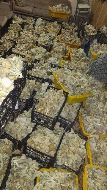 <p>Girişimcilerin bu işle uğraşması da &ccedil;ok g&uuml;zel. Ama &ccedil;ok sayıda kişi bu işi yapmaya başlayınca, ben de değişik &ccedil;eşitlere y&ouml;neliyorum. &Ccedil;ok eziyetli bir iş. &Uuml;rettiğim mantarı pazarda m&uuml;şterilerine ve lokantalara satıyorum.&nbsp;</p>

<p>&nbsp;</p>
