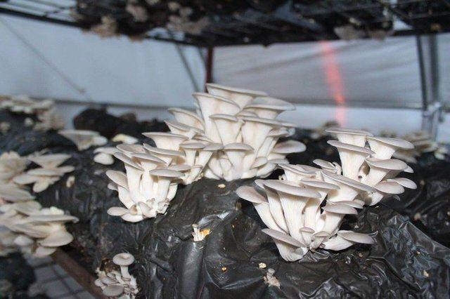 <p>Kilosu toptan 8 TL civarında ama perakendede bu fiyatlar 17 TL'ye kadar &ccedil;ıkıyor. Zaten tadı &ccedil;ok nefis, bir tadan m&uuml;şteri ikinci bir kez mutlaka istiyor.</p>

<p>&nbsp;</p>
