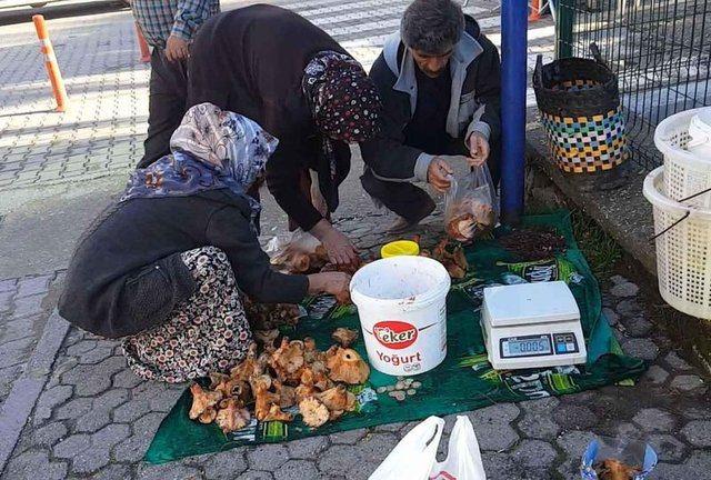 <p>Ortaca, K&ouml;yceğiz ve Dalaman il&ccedil;elerinde yaşayanlar, yağmur sonrası a&ccedil;an g&uuml;neşle t&uuml;reyen mantarları toplamak i&ccedil;in dağlık b&ouml;lgelere gidiyor. Başta kuzu g&ouml;beği olmak &uuml;zere &ccedil;ıntar mantarları ile &ccedil;eşitli otları toplayanlar, sofralarını zenginleştiriyor.</p>

<p>&nbsp;</p>
