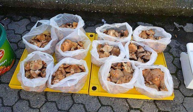 <p>G&uuml;nl&uuml;k &ouml;ğ&uuml;nlerini elde etmek ve doğal &uuml;r&uuml;n t&uuml;ketmek i&ccedil;in dağda mantar toplayanların dışında bazı aileler, bu d&ouml;nem gelir sağlıyor. Evli ve 3 &ccedil;ocuk annesi Ayşe &Ccedil;etin de mantar sayesinde bu d&ouml;nemde ailesini ge&ccedil;indiriyor.&nbsp;</p>

<p>&nbsp;</p>
