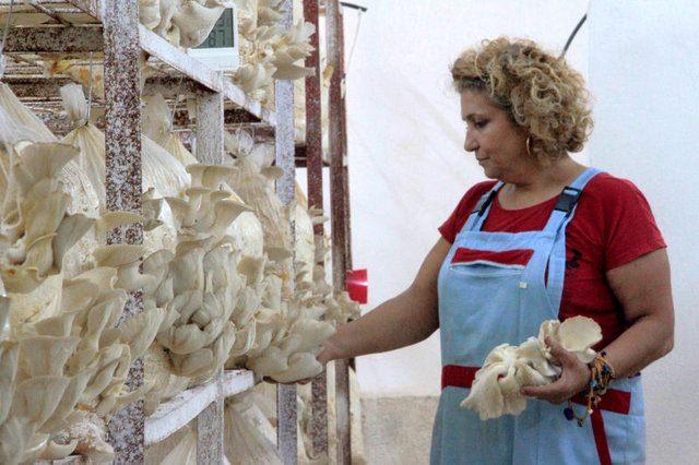 <p><strong>PEDAGOGLUĞU BIRAKAN KADIN 'İSTİRİDYE MANTARI' YETİŞTİRİYOR</strong></p>

<p>&nbsp;</p>
