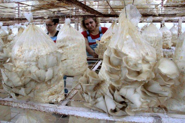 <p>Uzun yıllar pedagog (eğitim bilimci) olarak &ccedil;alıştıktan sonra mesleğini bırakan Fazile Katipoğlu, 2 yıl &ouml;nce &uuml;niversite mezunu kızı Emel ile merkeze bağlı Ak&ccedil;akiraz beldesinde sera kurdu. Serada istiridye mantarı yetiştiren anne ile kızı, &uuml;r&uuml;nlerini Elazığ'ın yanı sıra Tunceli, Bing&ouml;l ve Diyarbakır gibi &ccedil;evre illere de pazarlıyor.</p>
