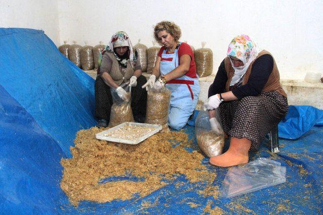 <p>Anne Katipoğlu, AA muhabirine, uzun s&uuml;re pedagogluk yaptığını, bir s&uuml;re anaokulu işlettiğini s&ouml;yledi. Belli bir zaman sonra yorulduğunu fark ettiğini anlatan Katipoğlu, "Şehir hayatının yorgunluğunu, baskısını, stresini azaltmak i&ccedil;in mesleğimi bırakıp tarımla uğraşmaya karar verdim" dedi.</p>

<p>&nbsp;</p>

<p>&nbsp;</p>
