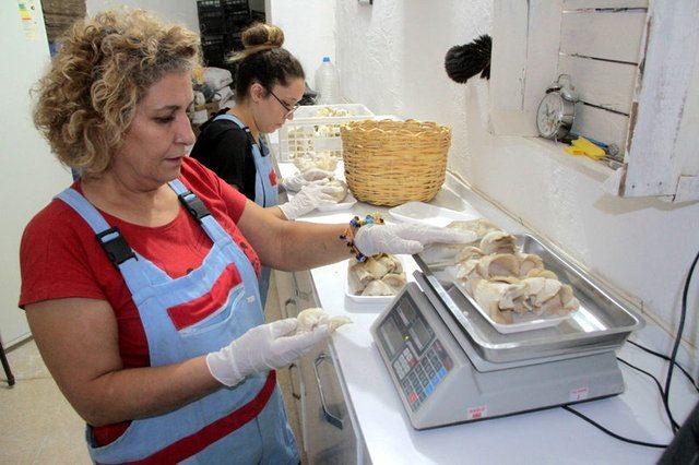 <p>Bir&ccedil;ok farklı platformda faydalarından bahsedilen istiridye mantarının t&uuml;ketiminin her ge&ccedil;en yıl arttığını vurgulayan Katipoğlu, mantar yetiştiriciliğinin de kendine g&ouml;re zorlukları olduğunu dile getirdi. İstiridye mantarının yetişme ortamının hassas olduğunu belirten Katipoğlu, şunları kaydetti:</p>

<p>&nbsp;</p>
