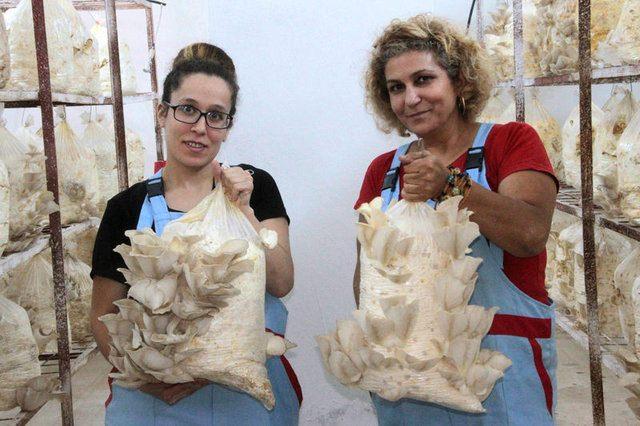 <p>"Mesleğimin getirdiği tecr&uuml;beyle mantar yetiştiriyorum. Gelişimleri bana aynen &ccedil;ocuk gibi geliyor. Stresli olduğu, bir şeyi eksik olduğu zaman hissetmeniz lazım. Bunu g&ouml;r&uuml;nt&uuml;s&uuml;yle veriyor zaten. Bir bakıyorsunuz kuruyor, yamuluyor, değişik şekillerde &ccedil;ıkıyor. Nasıl ki &ccedil;ocuğumuzun doğru yetişmesi ve başarılı olması i&ccedil;in elimizden geleni yapıyorsak, mantarın da gelişmesi aşamasında yanlış bir şey g&ouml;rd&uuml;ğ&uuml;m zaman onu doğruya &ccedil;evirmeye &ccedil;alışıyorum. Sevgimi veriyorum, neyi eksikse onu bulup yerine koyuyorum."&nbsp;</p>

<p>&nbsp;</p>
