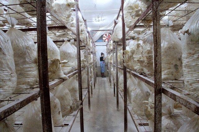 <p><strong>"YURTDIŞINA A&Ccedil;ILMAYI D&Uuml;Ş&Uuml;N&Uuml;YORUZ"</strong></p>

<p>Emel Katipoğlu ise istiridye mantarı yetiştiriciliğinde aylık 3 ton &uuml;retimle &ouml;nemli başarı elde ettiklerini s&ouml;yledi.</p>
