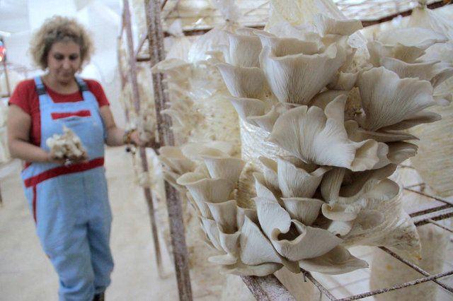 <p>Katipoğlu, "Hedefimiz aylık &uuml;retimimizi 10 tona &ccedil;ıkarmak. Anne kız bu işi daha da geliştirmeyi, hatta yurt dışına bile a&ccedil;ılmayı d&uuml;ş&uuml;n&uuml;yoruz. Bunu başaracağız, &ccedil;&uuml;nk&uuml; ikimiz de hırslıyız. Başladığımız işin sonunu mutlaka getiriyoruz" ifadelerini kullandı.</p>

<div>&nbsp;</div>

<p>&nbsp;</p>
