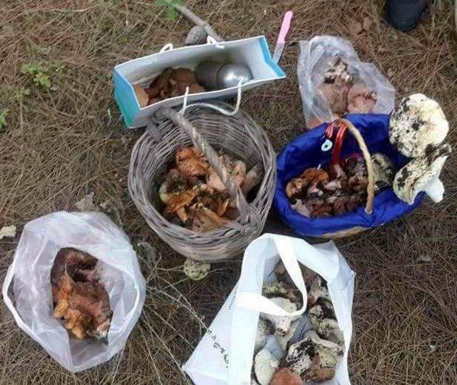 <p><strong>&Ccedil;INTAR İSİMLİ MANTARIN KİLOGRAM FİYATI 40 TL</strong></p>
