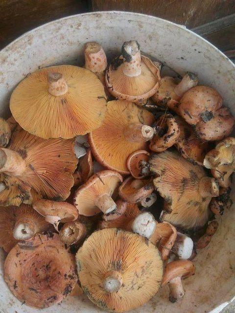 <div>Demir a&ccedil;ısından zengin olması nedeniyle kansızlık tedavisinde kullanılması tavsiye edilen &ccedil;ıntar, ayrıca kalp ve damar hastalıklarında etkili olan folik asit&ccedil;e de zengin.&nbsp;</div>

<div>&nbsp;</div>
